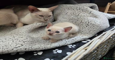 Siamese cats - Advert 5