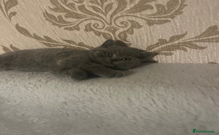British Shorthair cats British shorthair kittens  - Advert 1