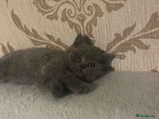 British Shorthair cats British shorthair kittens - Advert 14