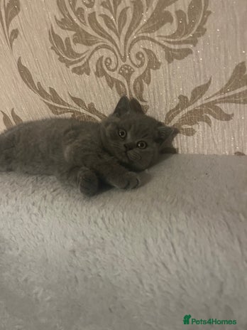 British Shorthair cats British shorthair kittens - Advert 1