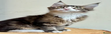 Maine Coon 4