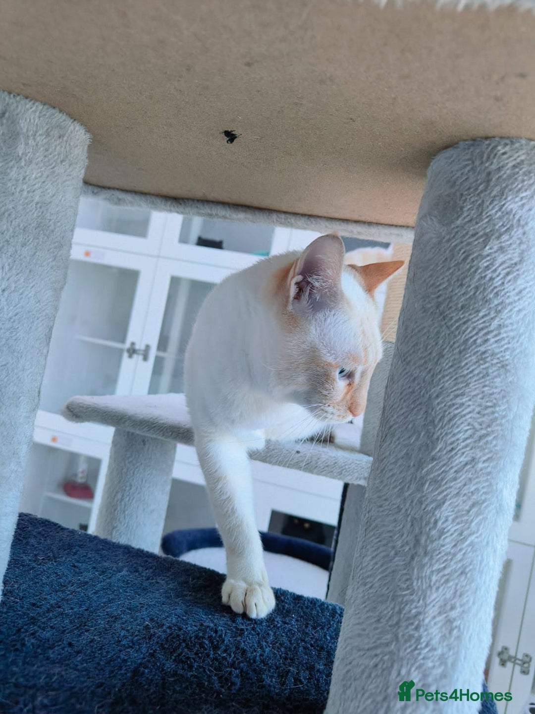 Mixed Breed cats for adoption: [Indoors Only] White Sugar - Lovely Special Boy - Advert 5