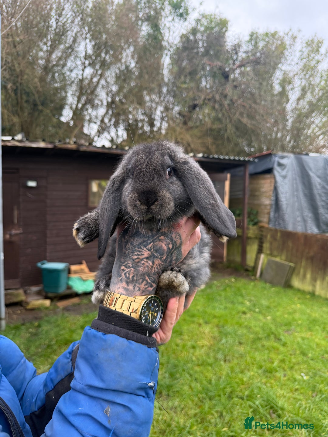 French Lop rabbits for sale: Giant French lops - Advert 1