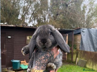 French Lop rabbits Giant French lops - Advert 1
