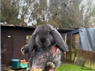 French Lop rabbits Giant French lops - Advert 5