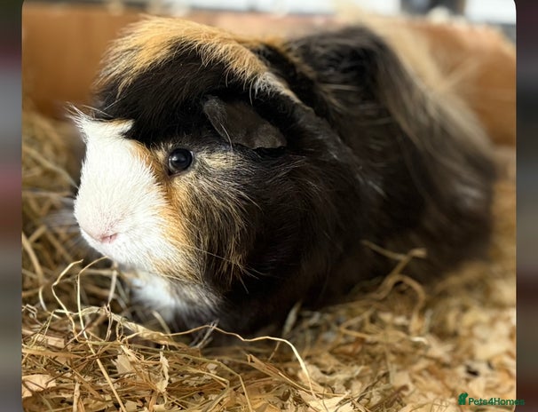 Guinea Pig rodents - Advert 15