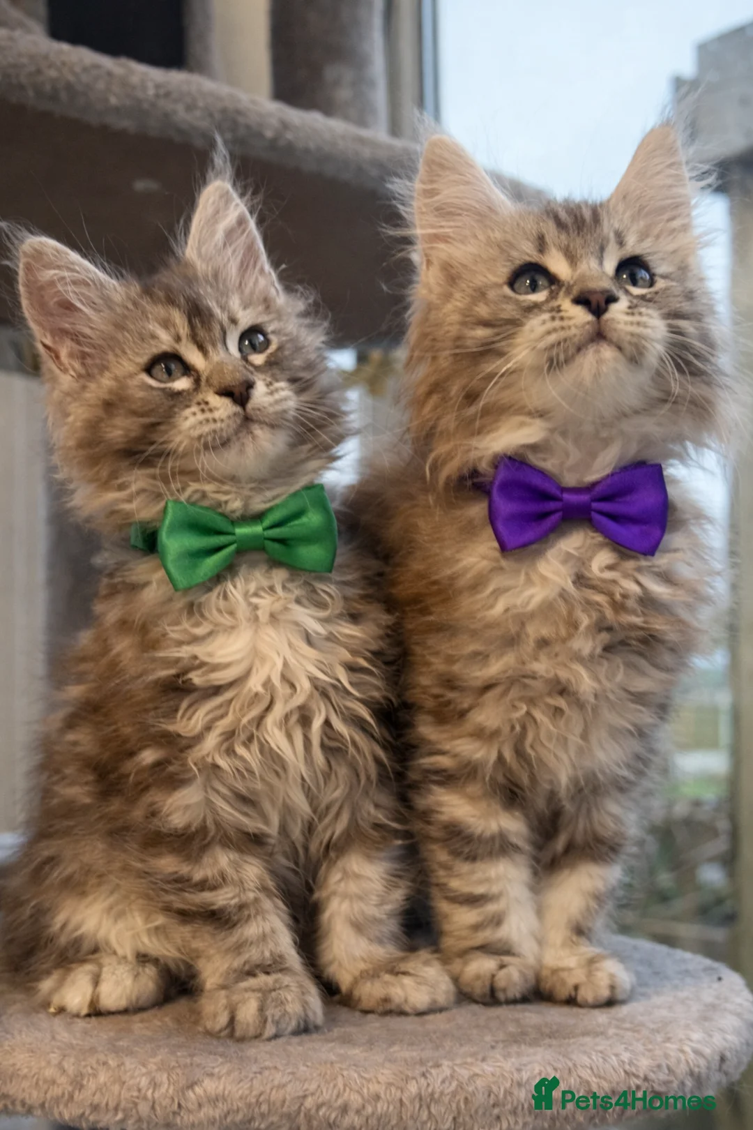 Maine Coon cats for sale: Champion blood line kittens  - Advert 11