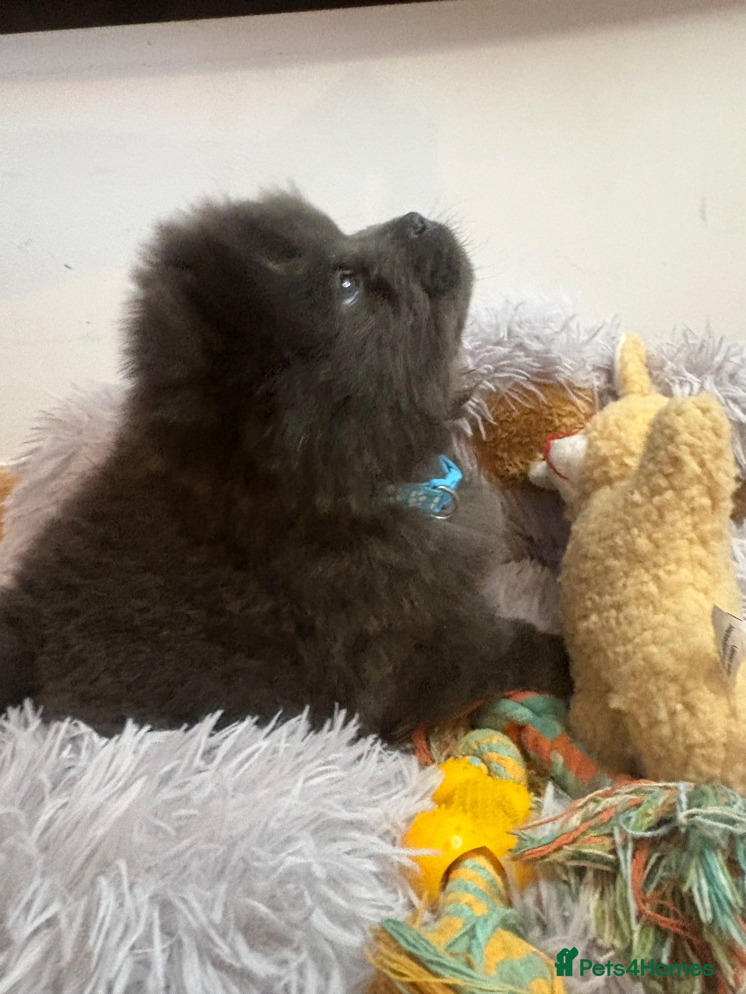 Chow Chow dogs READY NOW ! Please read ad 🩷💙 - Advert 13