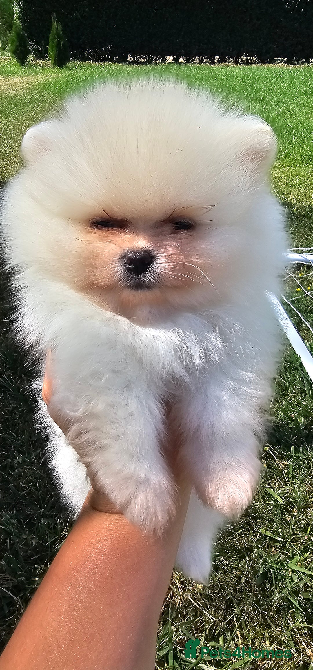 Pomeranian dogs for sale: Adorable Pomeranian Boy Puppy for Sale! - Image 4