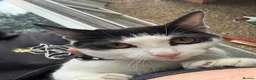 Mixed Breed cats for sale: 5 month old kittens very fun in Harrow - Advert 2