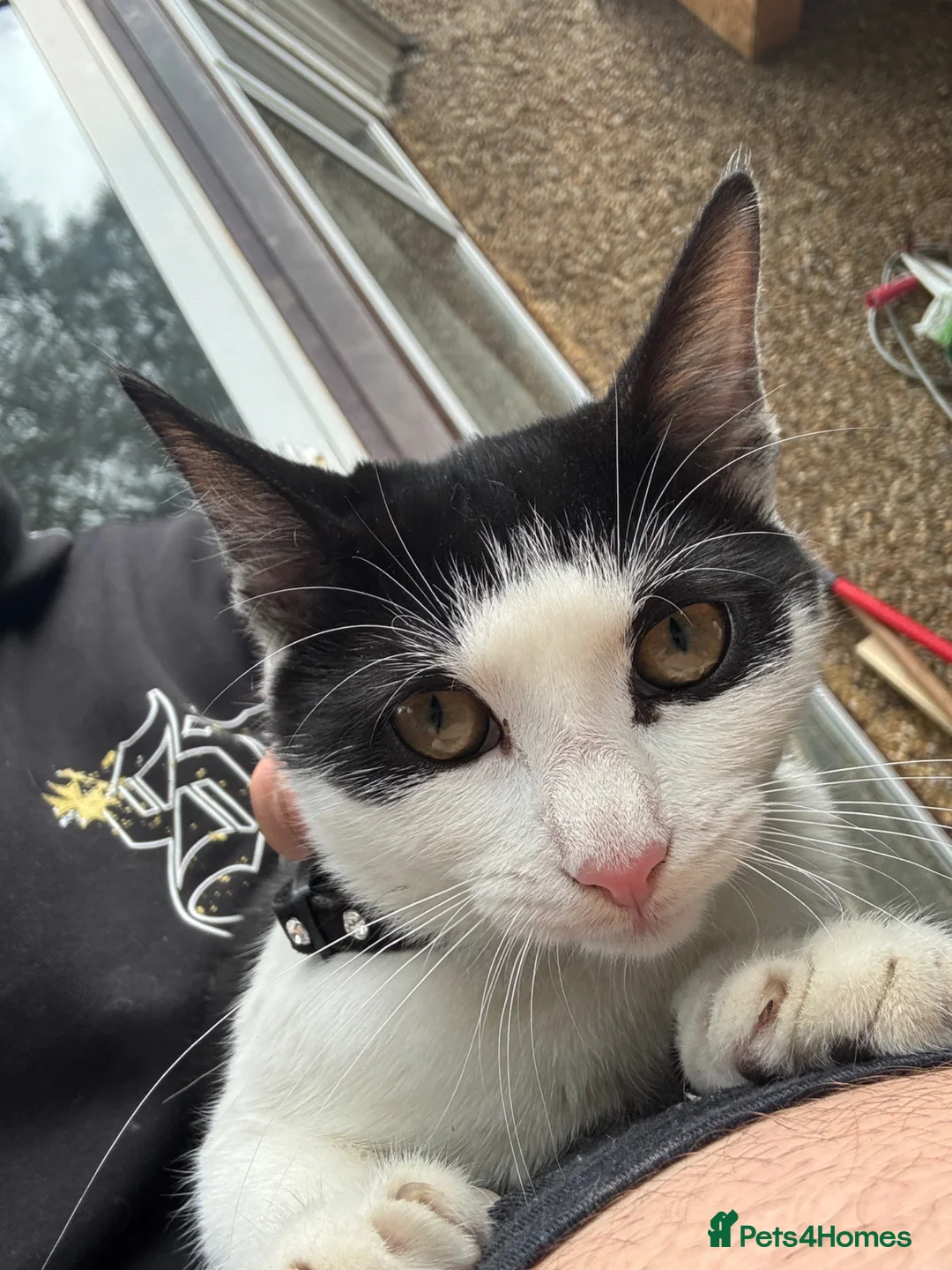 Mixed Breed cats for sale: 5 month old kittens very fun in Harrow - Advert 2