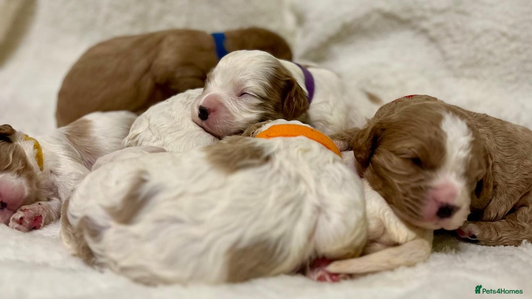 Cavapoo dogs for sale: F1B cavapoo puppies-extensively health tested - Advert 17