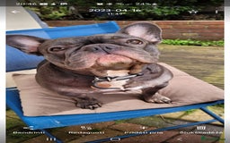 French Bulldog dogs for sale: French bulldog  - Image 1