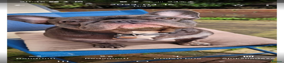 French Bulldog Puppy 1