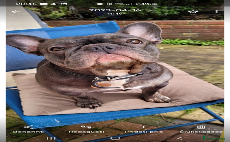 French Bulldog dogs - Advert 1