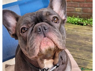 French Bulldog dogs - Advert 2