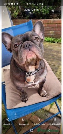 French Bulldog dogs - Advert 1