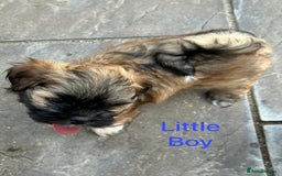 Lhasa Apso dogs for sale: Two Adorable KC Reg Puppies GPRA4 Clear - Image 1