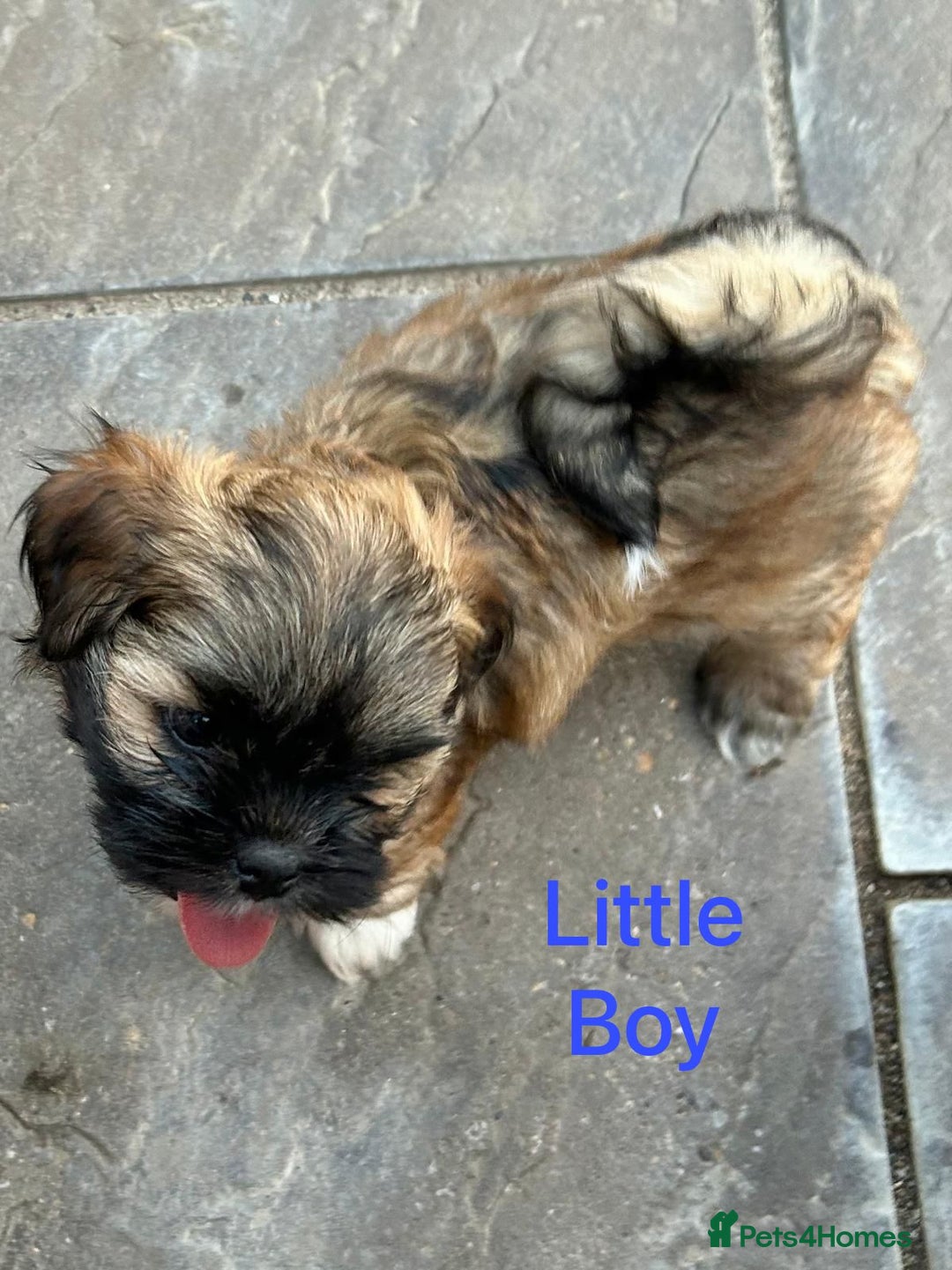 Lhasa Apso dogs for sale: Two Adorable KC Reg Puppies GPRA4 Clear - Image 1