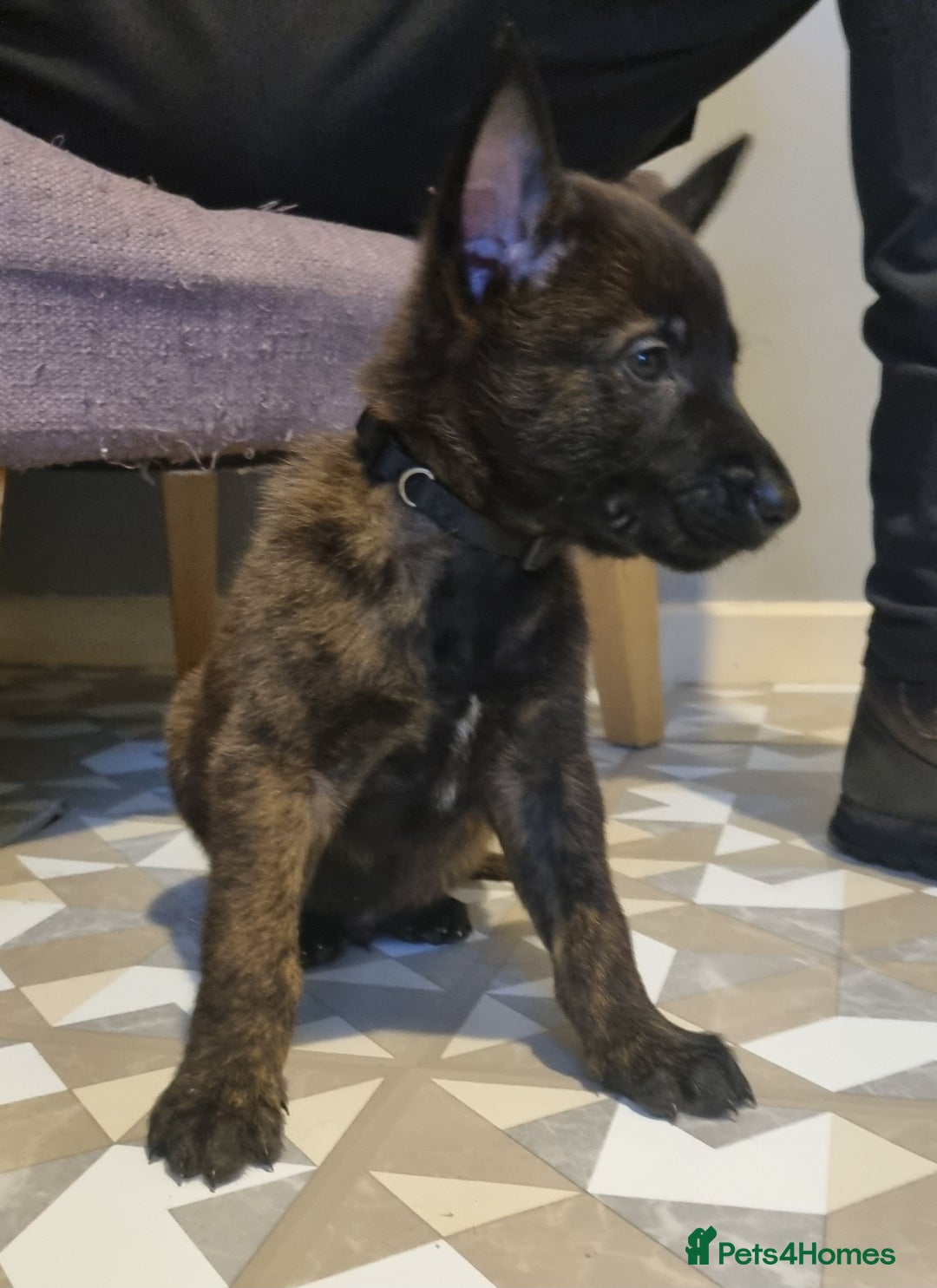 Belgian Shepherd Dog dogs for sale: Mother is a Dutch Herder NOT Belgian shepherd!!  - Advert 8