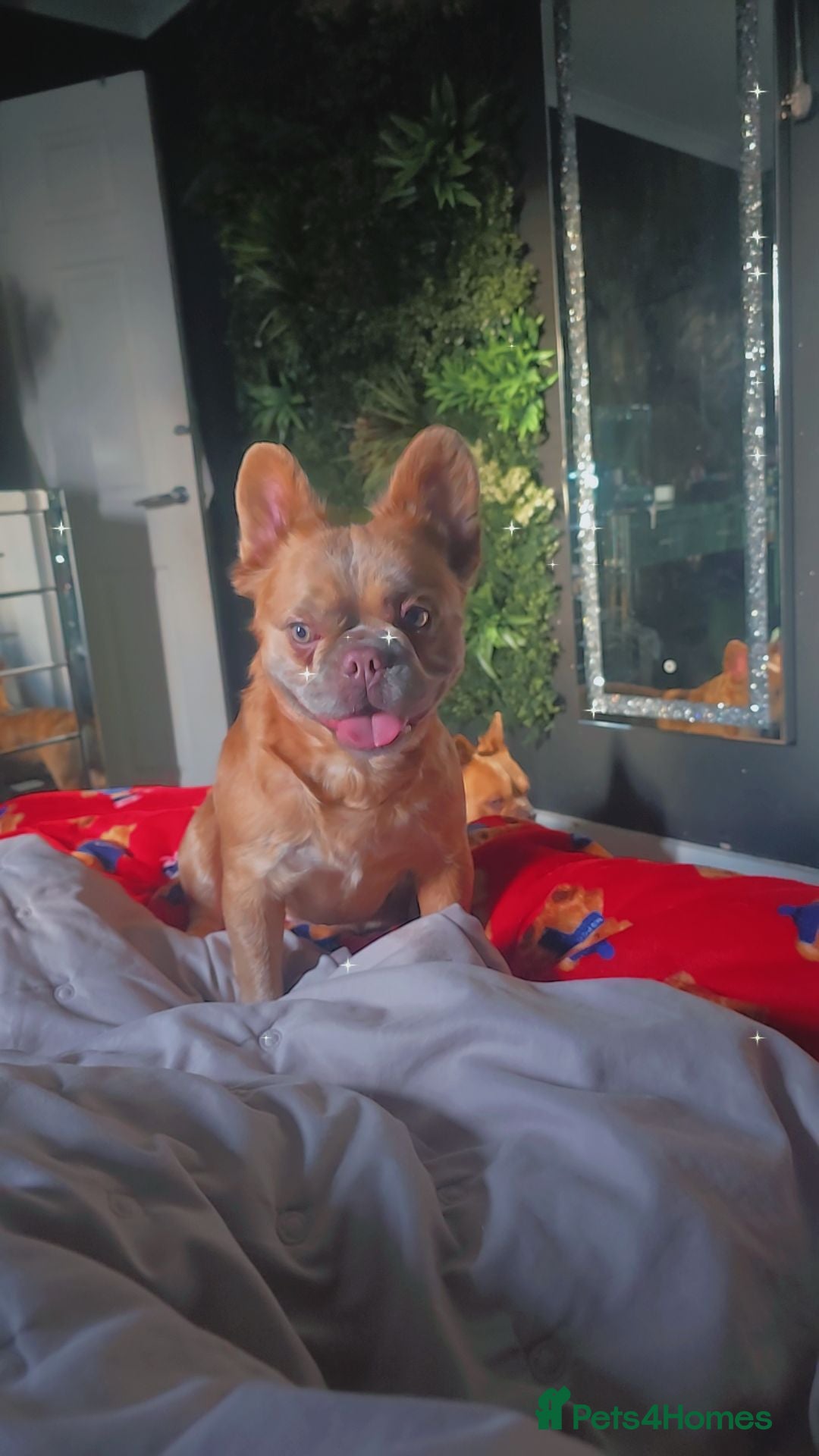 French Bulldog dogs Female fluffy frenchie - Advert 3