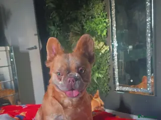 French Bulldog dogs Female fluffy frenchie - Advert 1