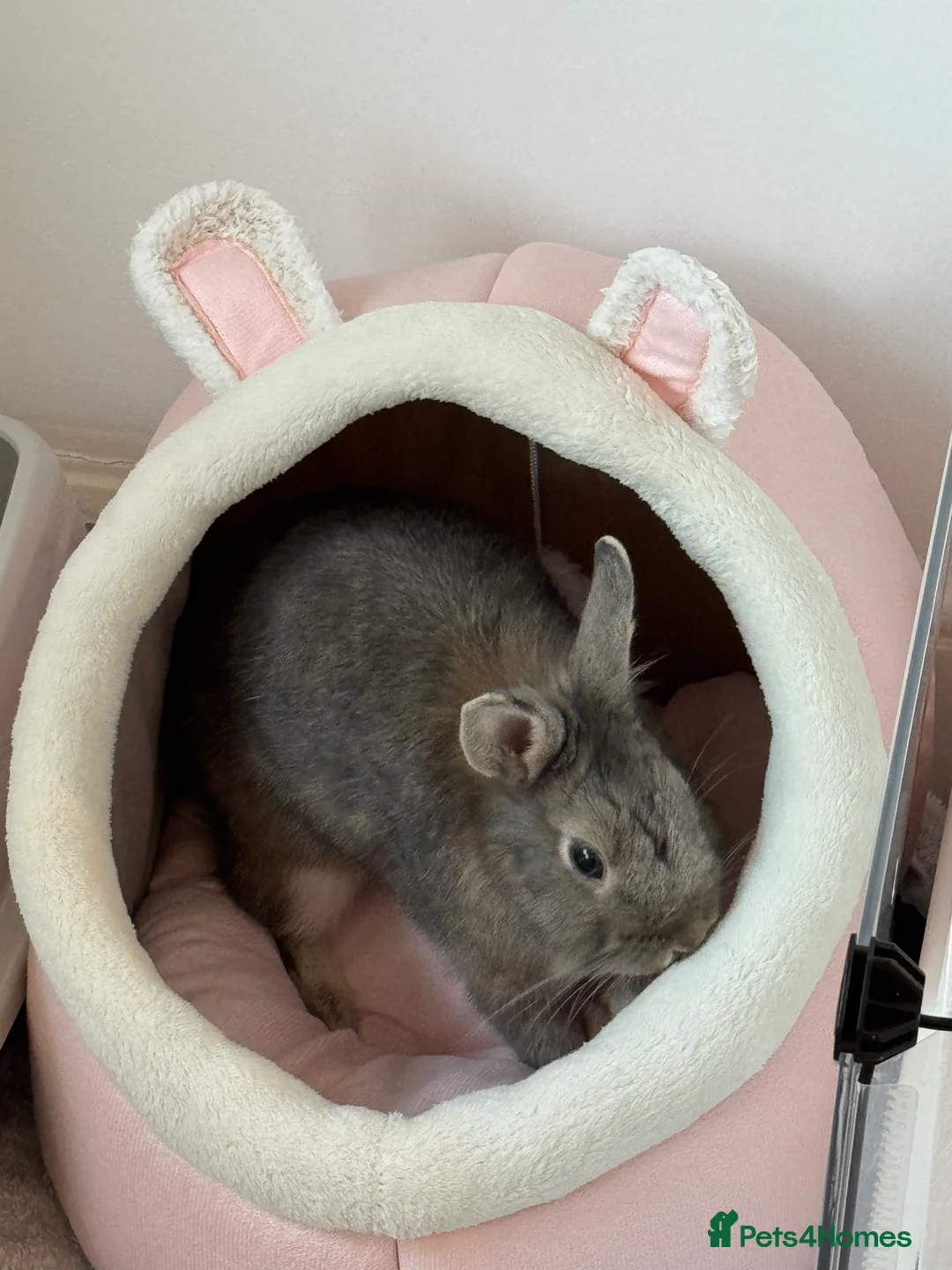 Netherland Dwarf rabbits for sale: Loving home for Pecan 🤍🐰 - Advert 3