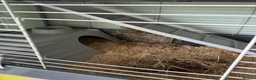 Guinea Pig rodents for sale:  Two Girl Guinea Pigs Brownie and Dusty with setup - Advert 12