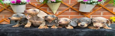 Dachshund 3