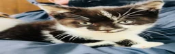 Mixed Breed cats for sale: Beautiful friendly kittens - Advert 2