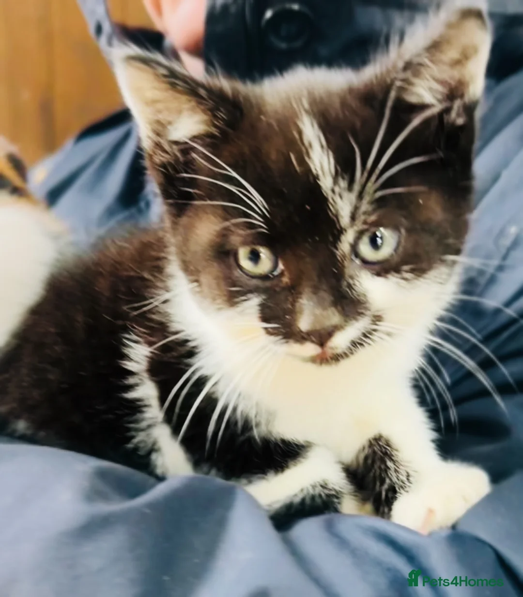 Mixed Breed cats for sale: Beautiful friendly kittens - Advert 2