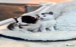 Domestic Shorthair cats for sale: Beautiful litter of kittens - Image 7