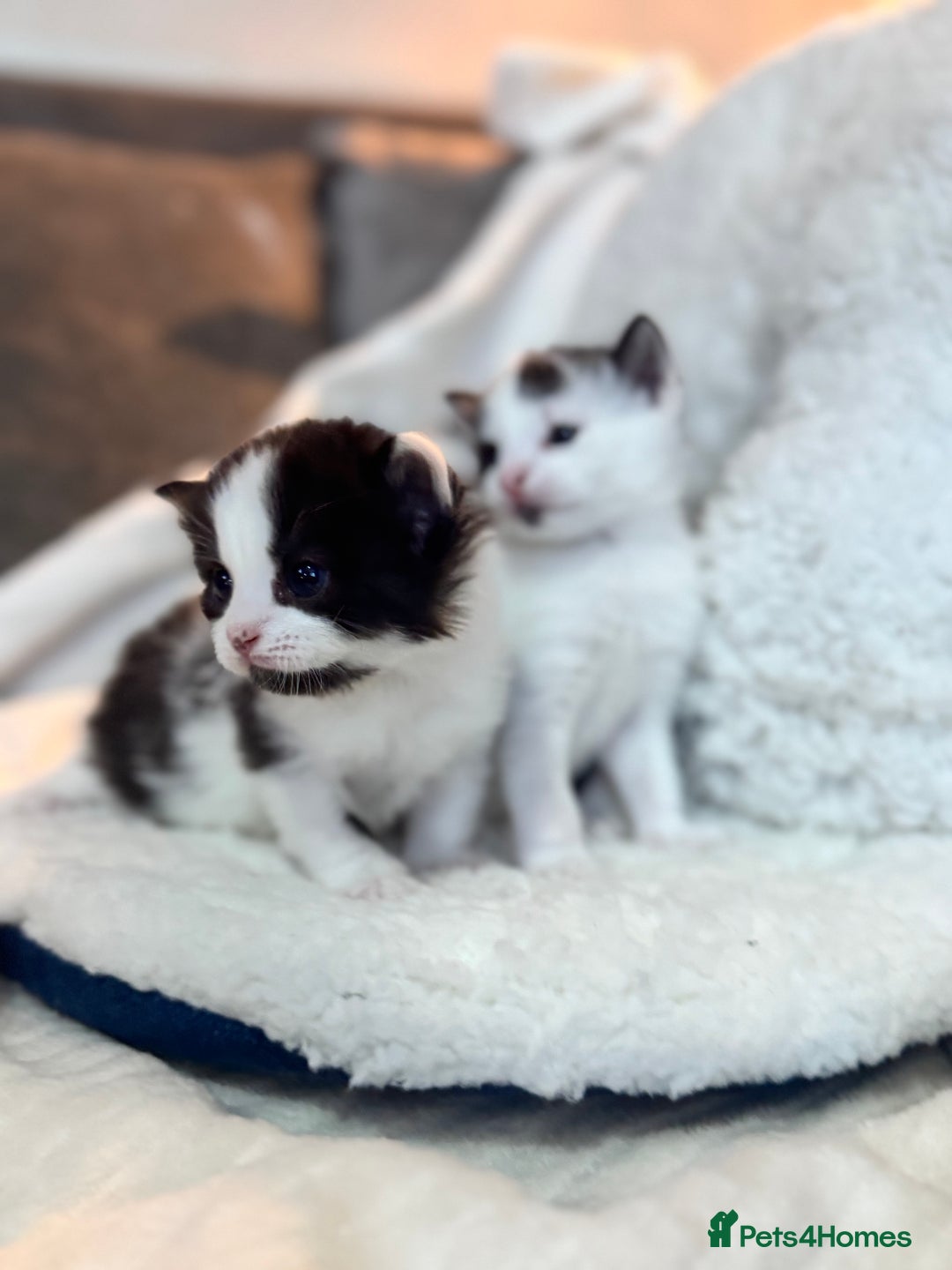 Domestic Shorthair cats for sale: Beautiful litter of kittens - Image 7