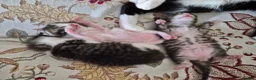 Mixed Breed cats for sale: Adorable and Playfull Kittens  - Advert 10