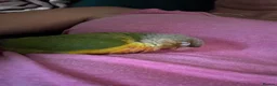Parrots birds for sale: Handreared pineapple conures silly tame - Advert 4