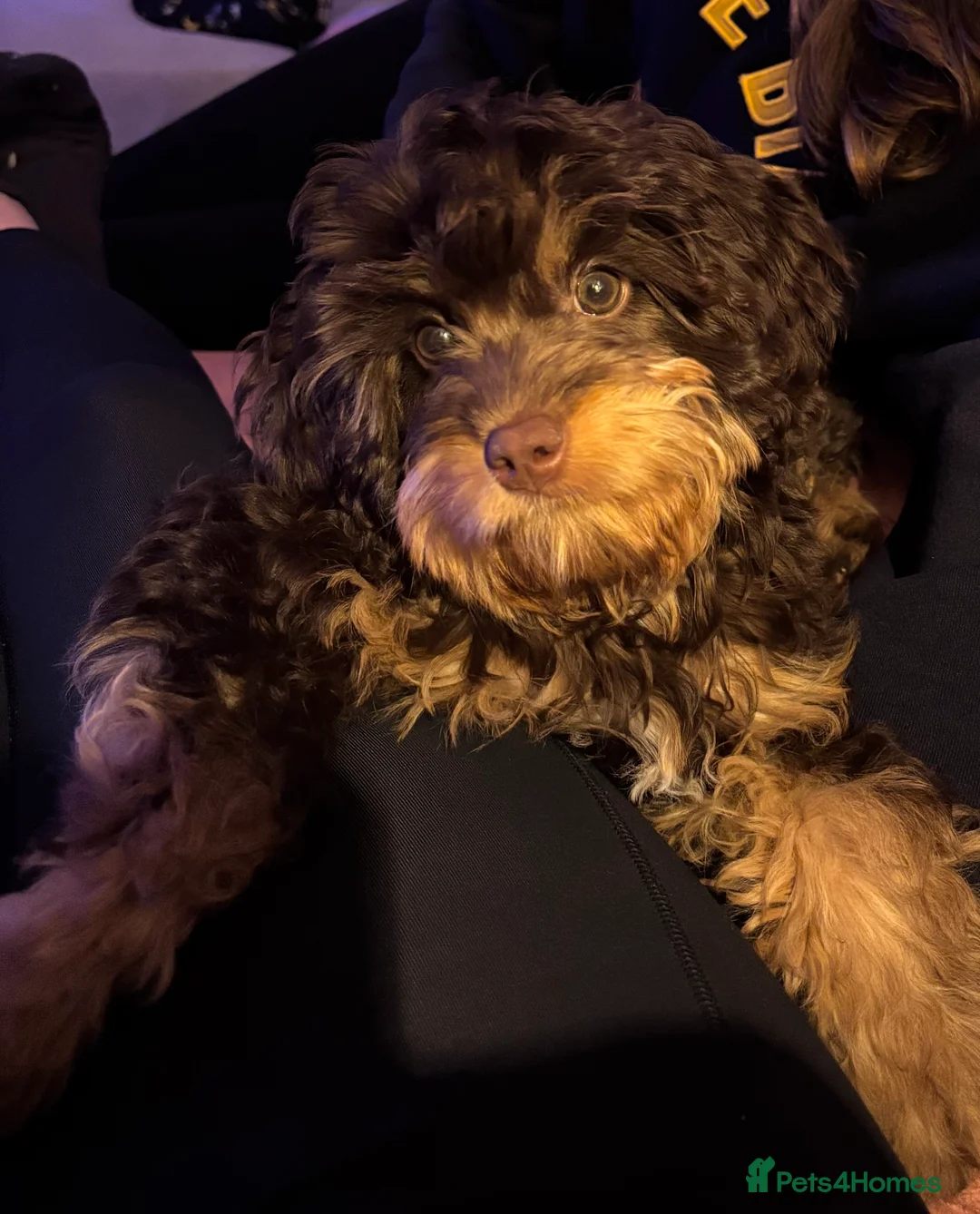 Cavapoo dogs for sale: Luna chocolate  - Advert 3