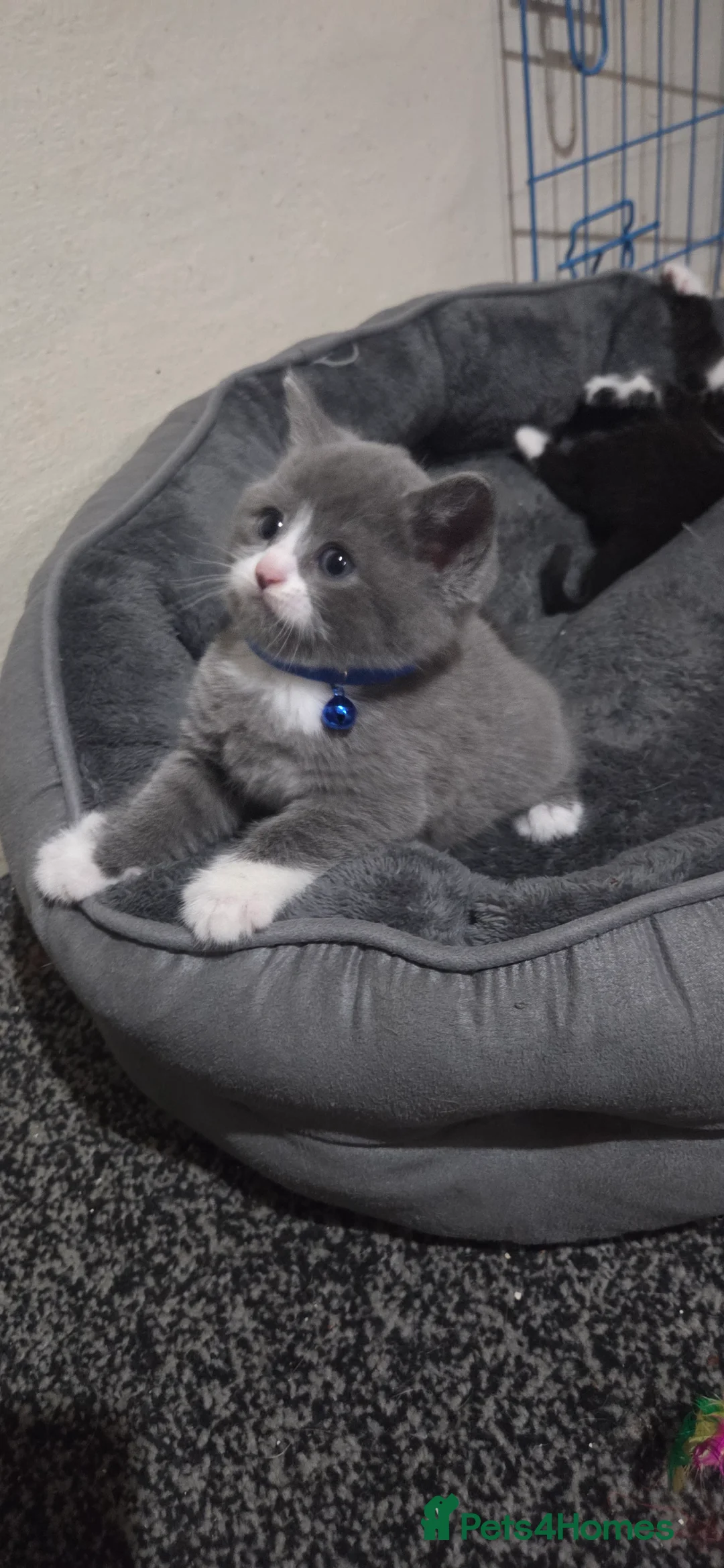 British Shorthair cats for sale: British Short Hair  - Advert 27