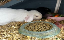 Dwarf Lop rabbits for sale: 2 Lop Rabbits  - Image 6