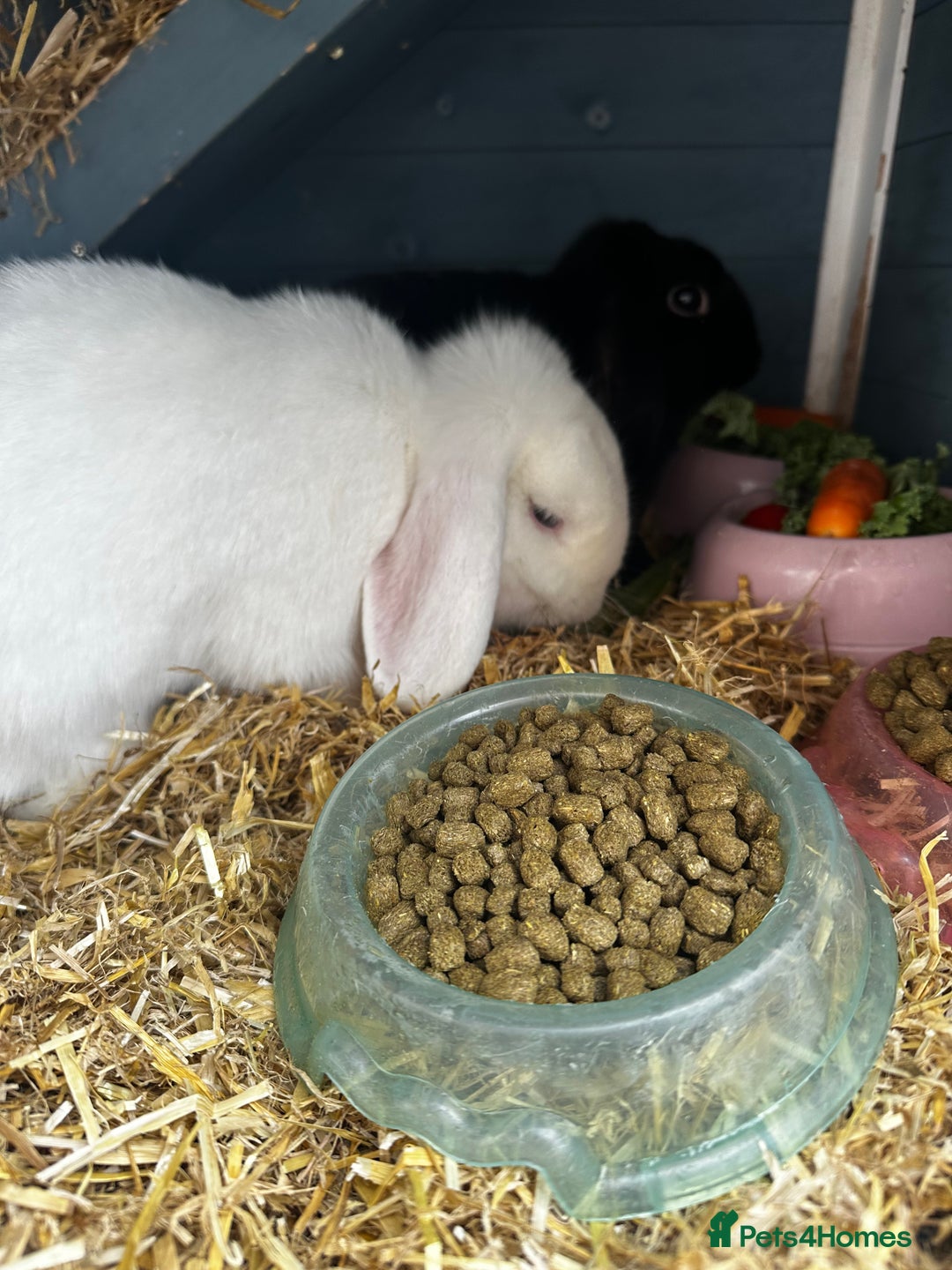 Dwarf Lop rabbits for sale: 2 Lop Rabbits  - Image 6