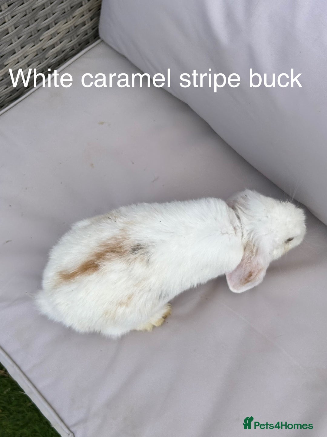 Mini Lop rabbits for sale: Beautiful baby mini lop rabbits  - Image 15