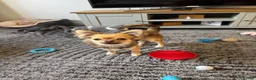 Chihuahua dogs for sale: Chuhushuas - Advert 5