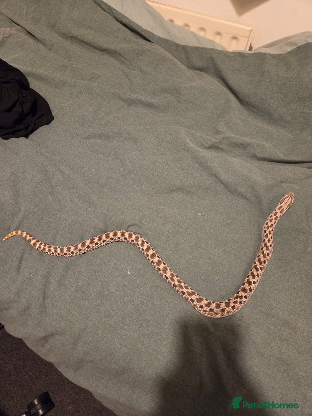 Snake reptiles for sale: Breeding pair of hognoses  - Image 4