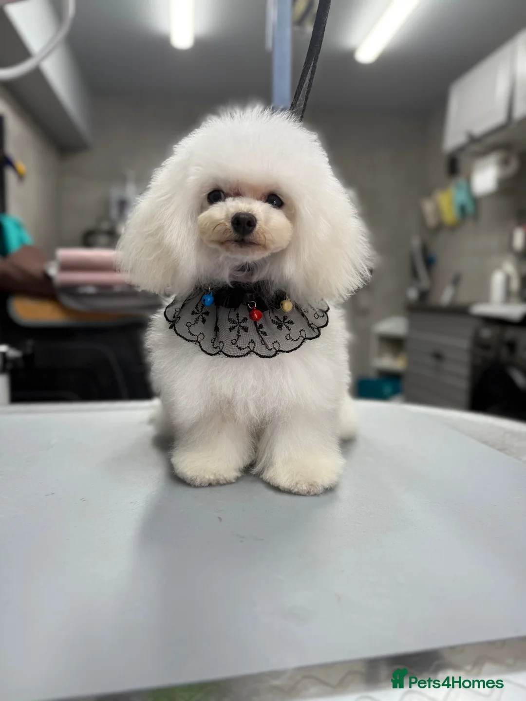 Toy Poodle dogs for stud: Tiny Extreme party silver boy for stud - Advert 2