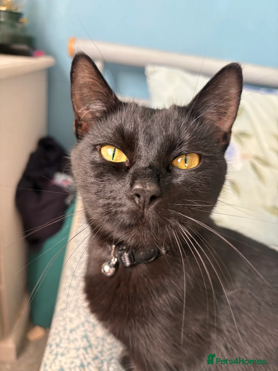 Bombay cats for sale: Bombay cross kittens  in Dumfries - Advert 5