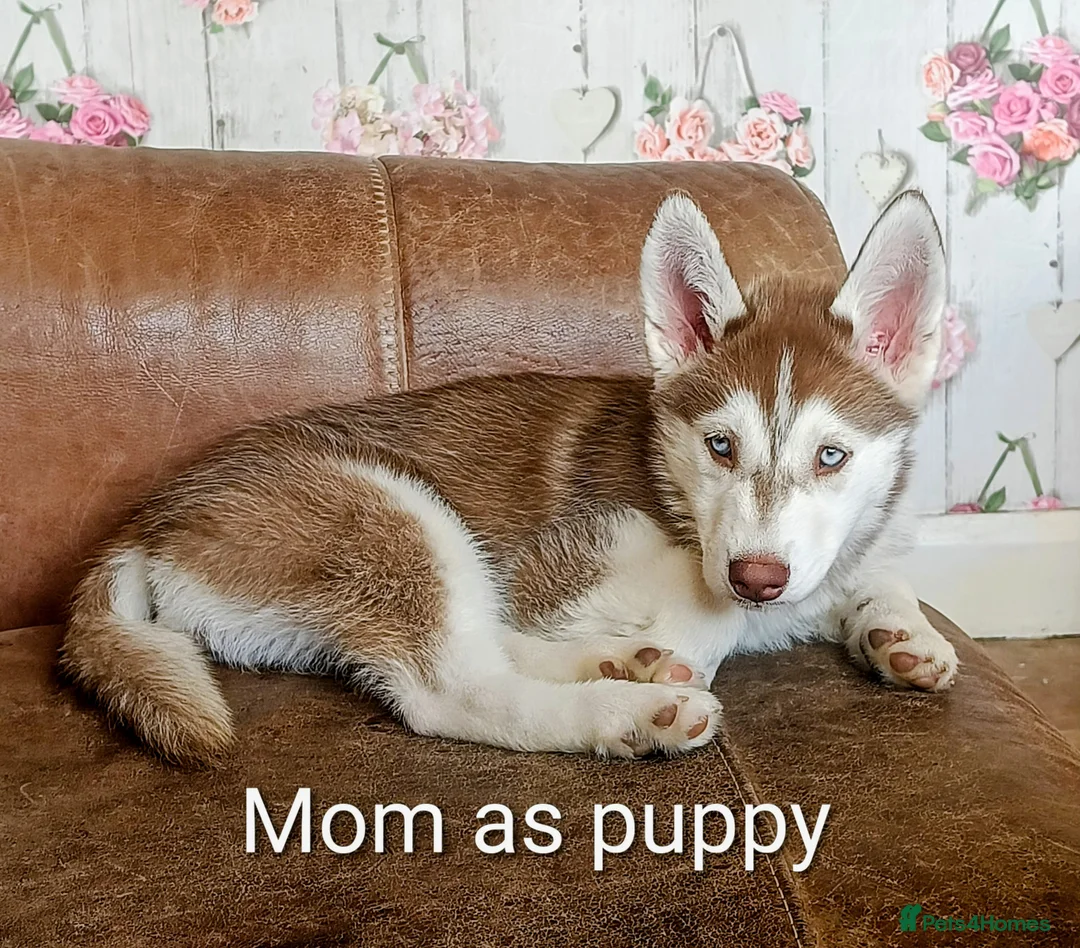 Siberian Husky dogs for sale: Beautiful litter of Siberian Huskies - Advert 5