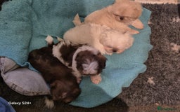 Shih Tzu dogs for sale: Outstanding Imperial Shih Tzu Pups - Image 5
