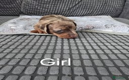 Miniature Dachshund dogs for sale: Beautiful Miniature Dachshunds for Sale - Image 3