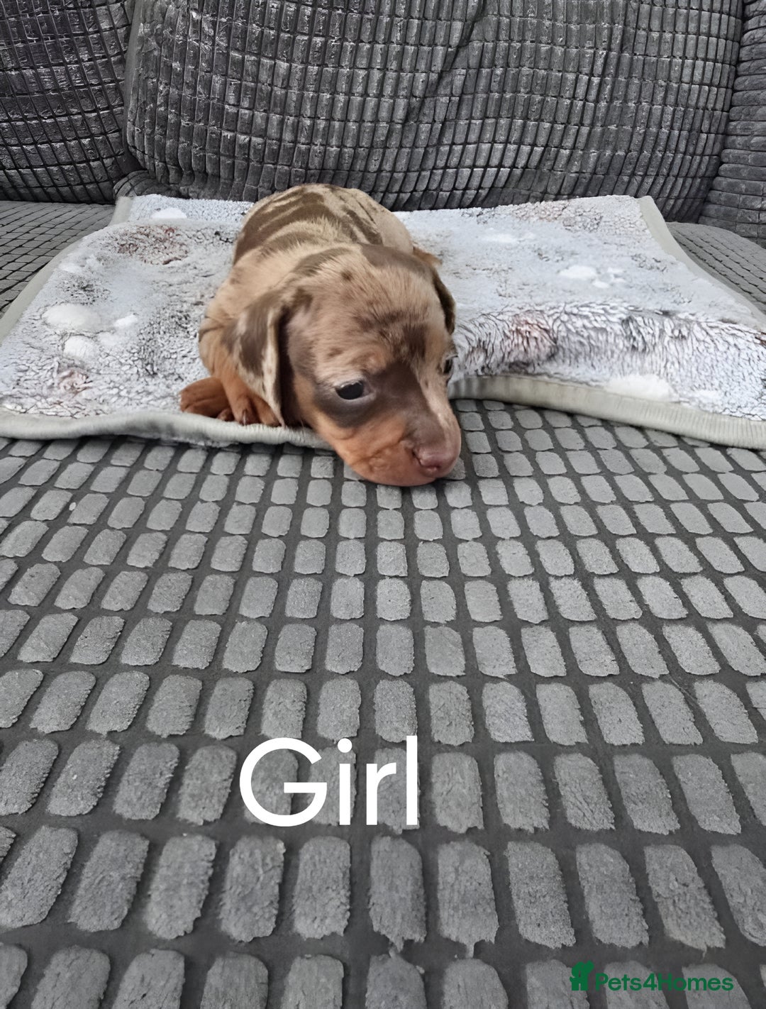 Miniature Dachshund dogs for sale: Beautiful Miniature Dachshunds for Sale - Image 3