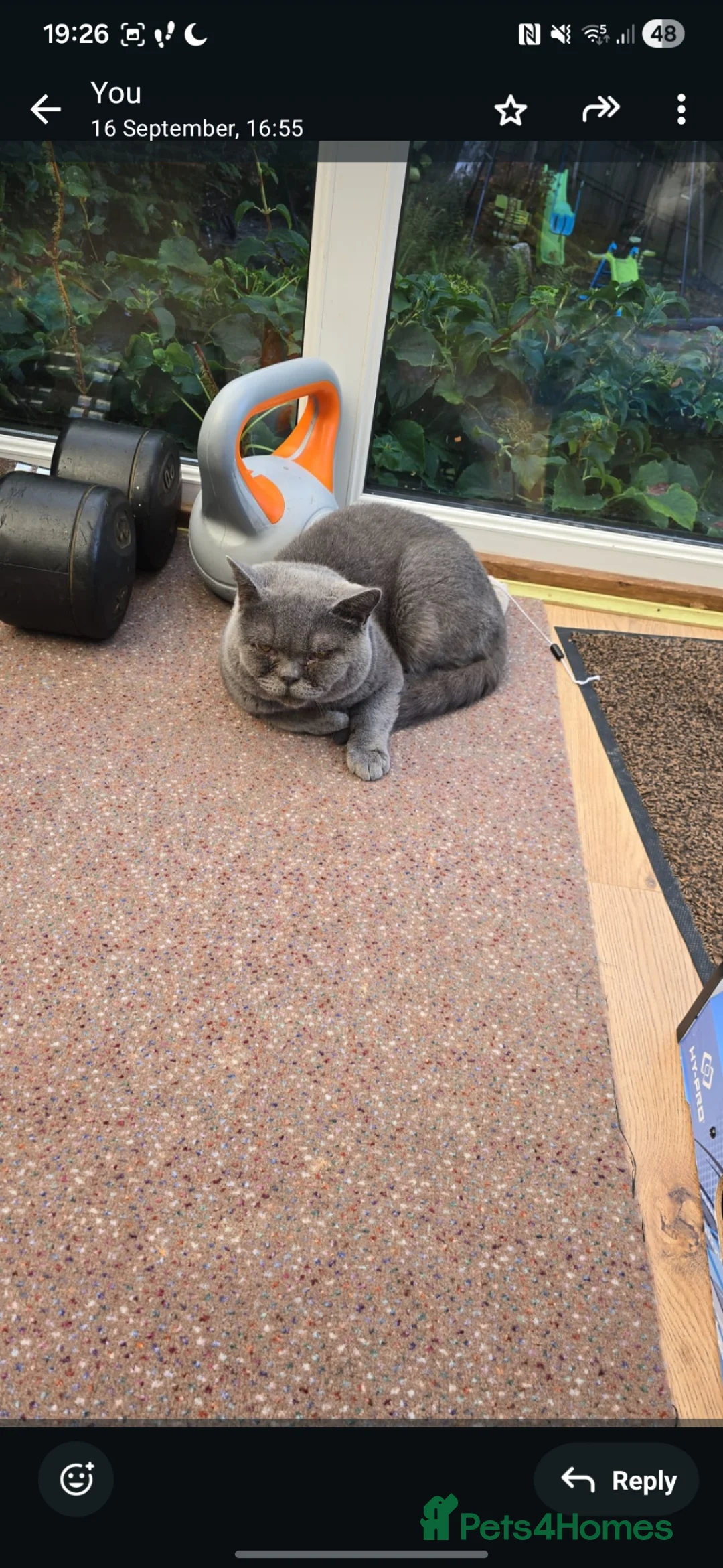 British Shorthair cats for sale: Hugo  - Advert 1