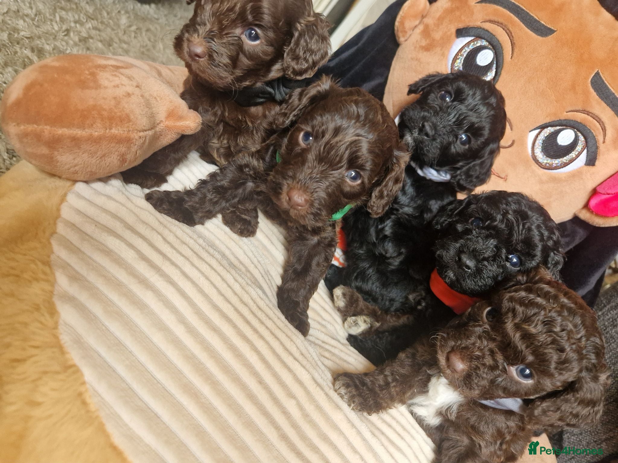 Cockapoo dogs 🐾💕 BEAUTIFUL COCKAPOOIES  💕🐾 - Advert 3